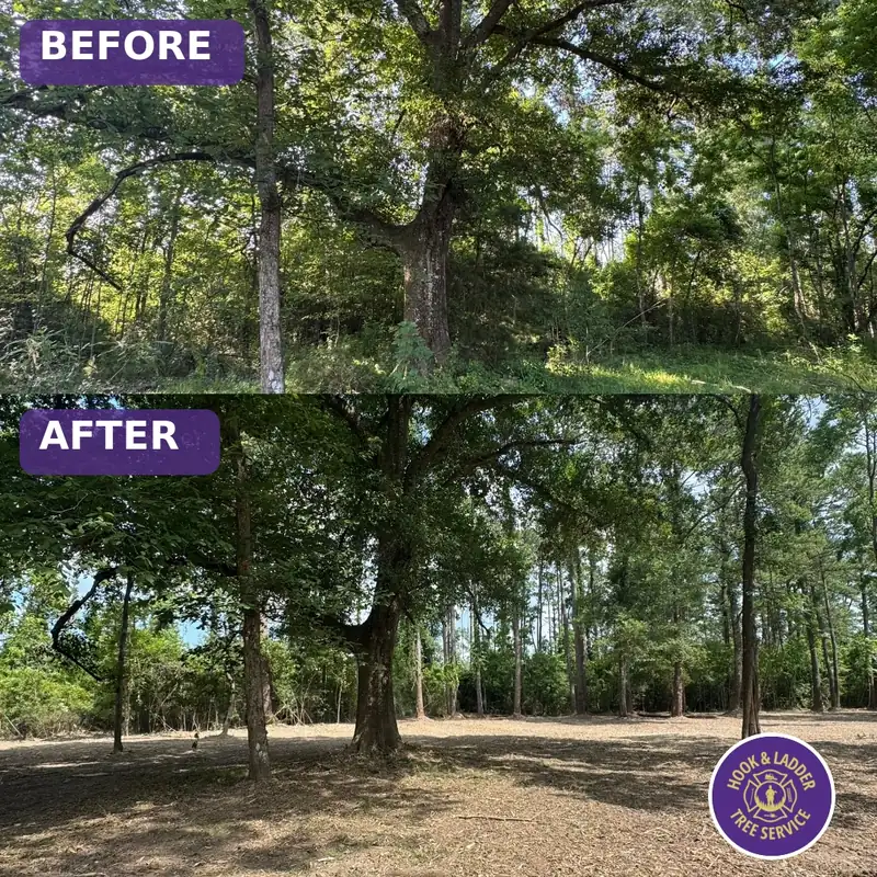 Forestry mulching — understory cleared, mature trees kept