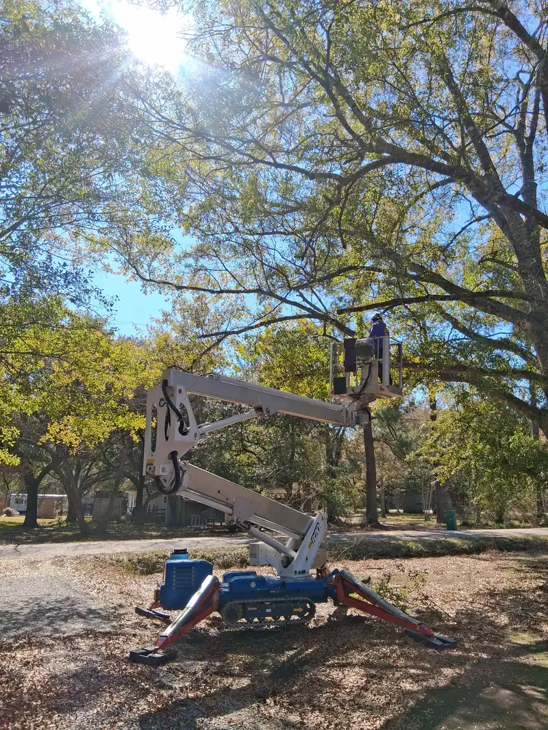 Aerial spider lift set up under a large oak for trimming